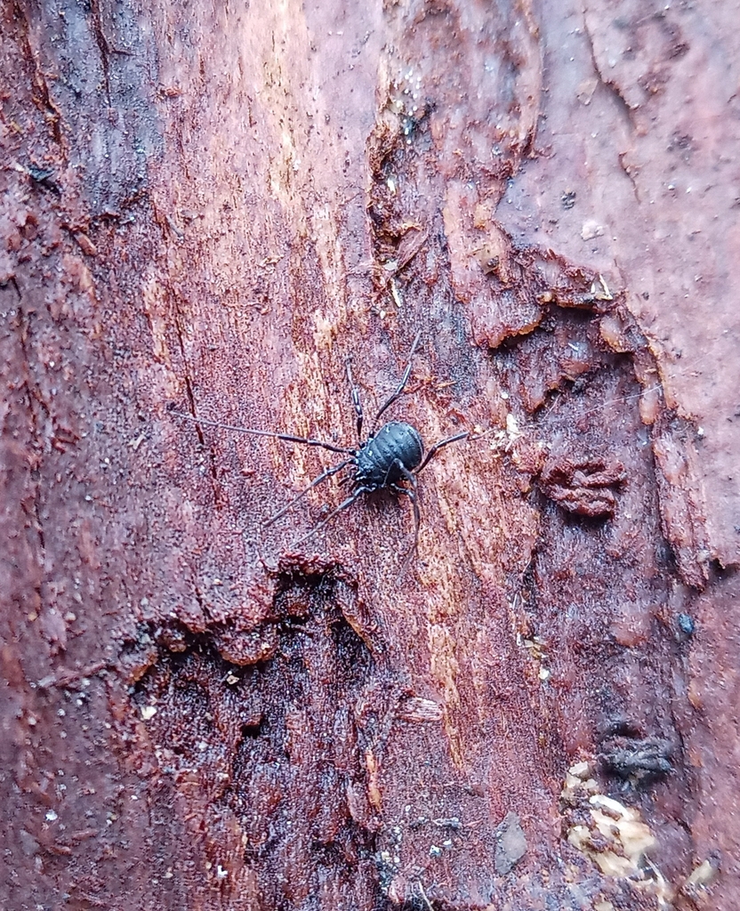Nemastoma triste
