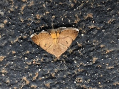 Plecopterodes moderata