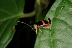 Paratriarius adonis