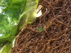Gracilariopsis