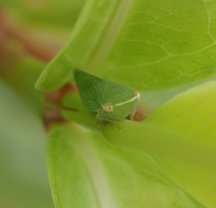Hemiptera