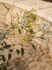 Nicotiana glauca