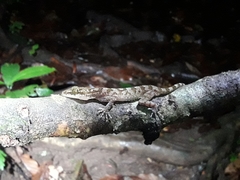 Cyrtodactylus ingeri