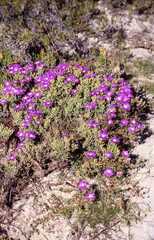 Lampranthus stipulaceus