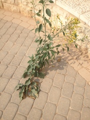 Nicotiana glauca