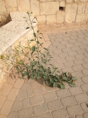 Nicotiana glauca
