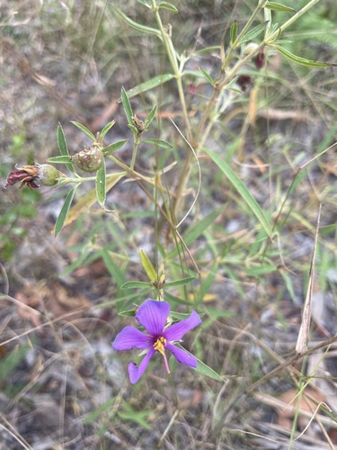 Osbeckia australiana