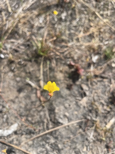 sun bladderwort