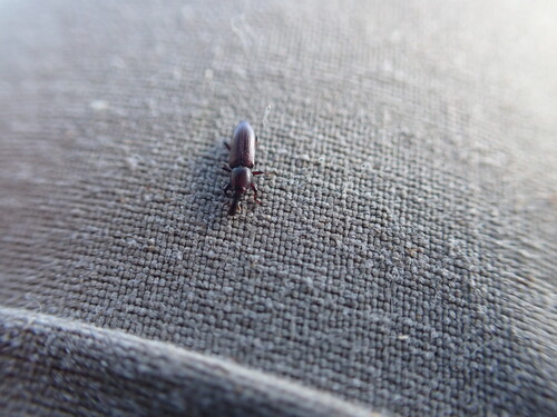 Beetle