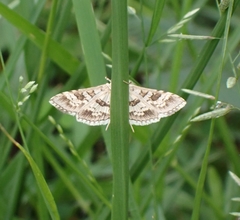 Sameodes