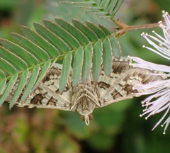 Sameodes