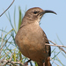 California Thrasher - Photo (c) Jamie Chavez, some rights reserved (CC BY-NC)