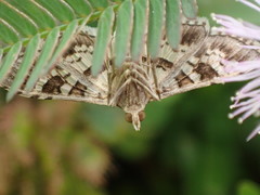 Sameodes