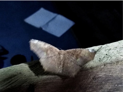 Paragonia cruraria