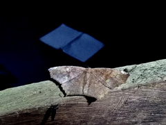 Paragonia cruraria