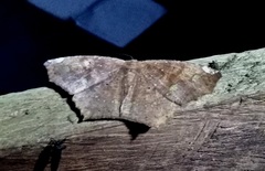 Paragonia cruraria