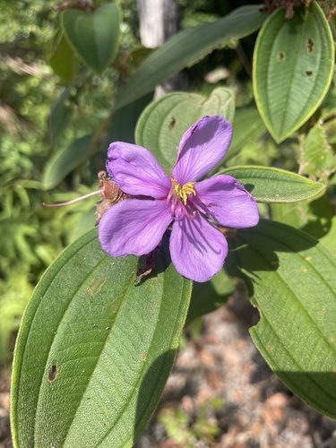 Malabar Melastome