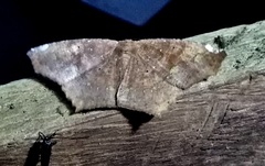 Paragonia cruraria