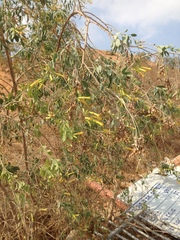 Nicotiana glauca