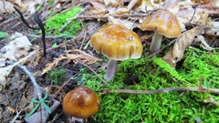Cortinarius collinitus