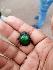 Oxysternon conspicillatum