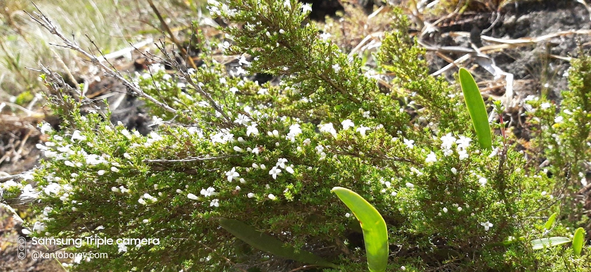 Rubiaceae image