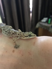 Hemidactylus angulatus