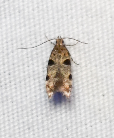 Theisoa pallidochrella