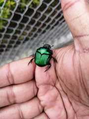 Oxysternon conspicillatum