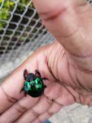 Oxysternon conspicillatum