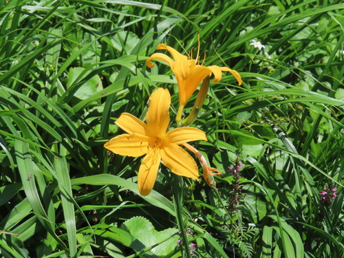 amur day-lily (Hemerocallis middendorffii)