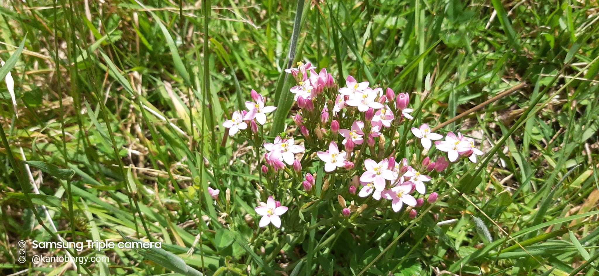 Centaurium erythraea image