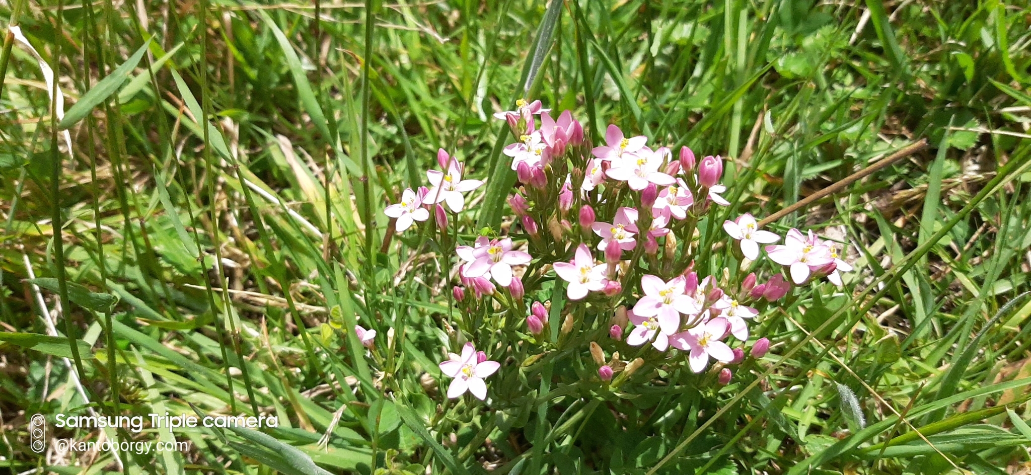 Centaurium image