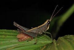 Maculiparia rotundata