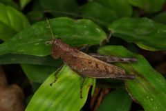 Maculiparia rotundata