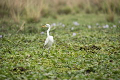 Ardea intermedia brachyrhyncha