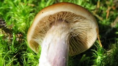 Cortinarius collinitus