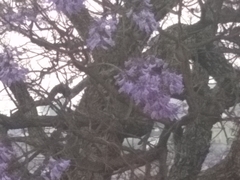 Jacaranda mimosifolia
