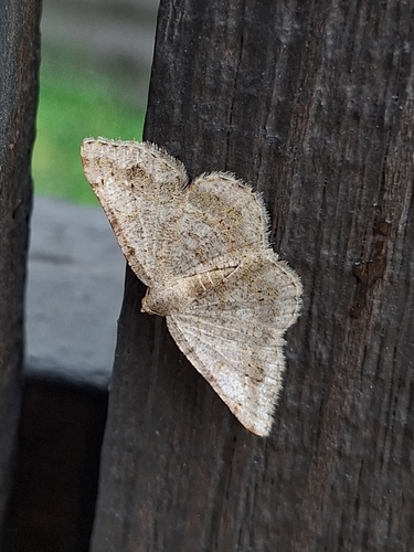 Faint-spotted Angle photo 4