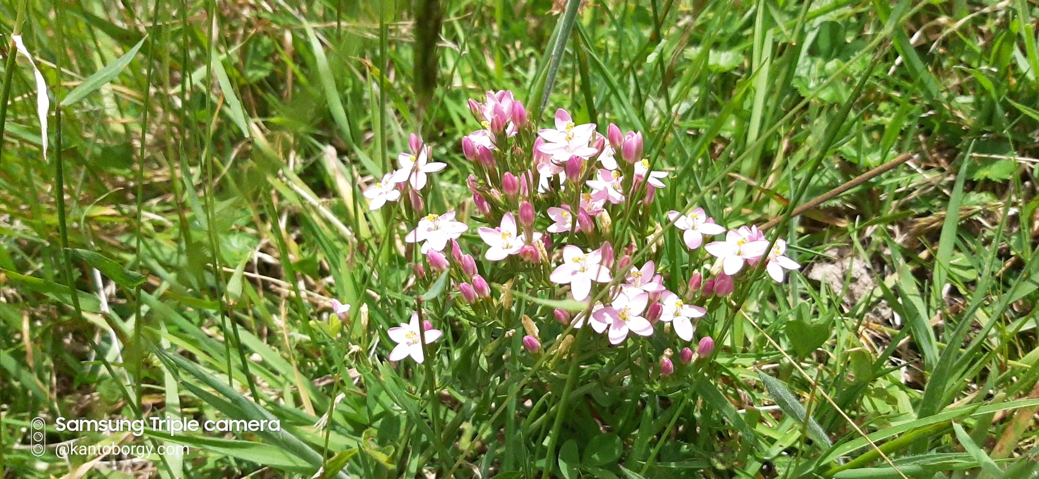 Centaurium image