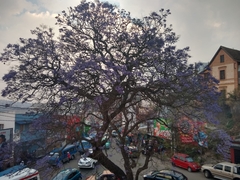 Jacaranda mimosifolia