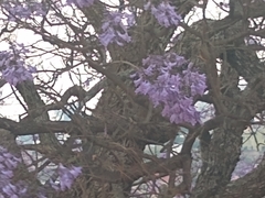 Jacaranda mimosifolia