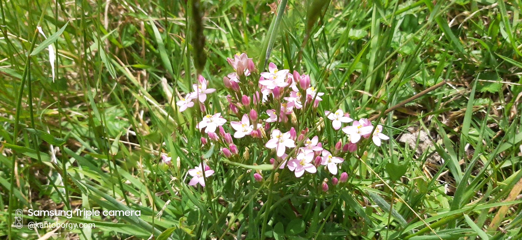 Centaurium erythraea image