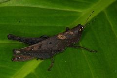 Maculiparia rotundata