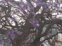 Jacaranda mimosifolia