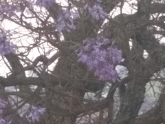 Jacaranda mimosifolia