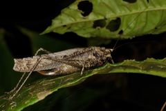 Eppia truncatipennis