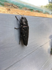Chalcophora detrita