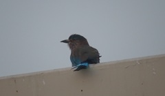 Coracias benghalensis