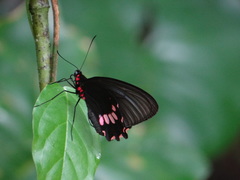 Parides lysander